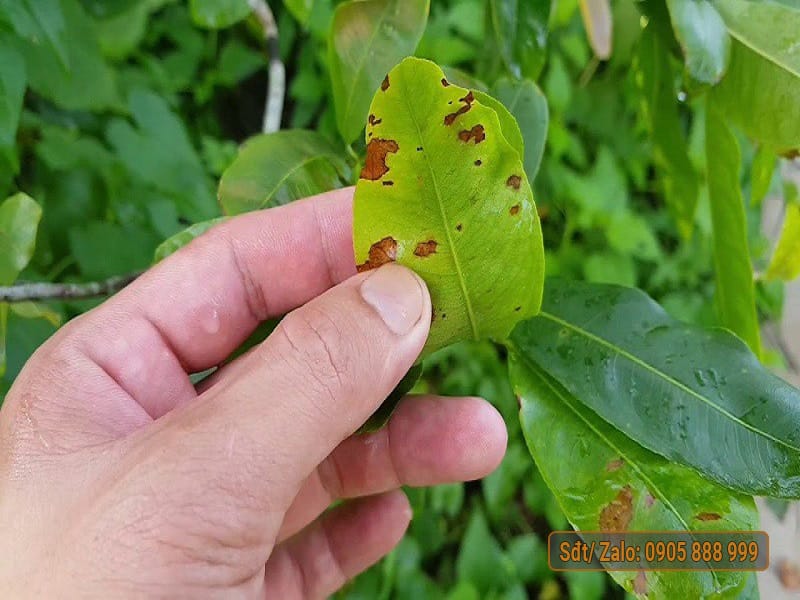 Nguyên nhân và cách phòng trị bệnh đốm lá trên cây mai