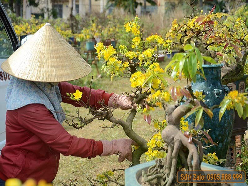 Chăm sóc cây mai vàng vào mùa mưa