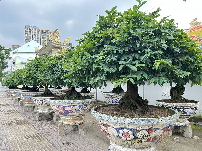 Vườn mai Ba Quảng