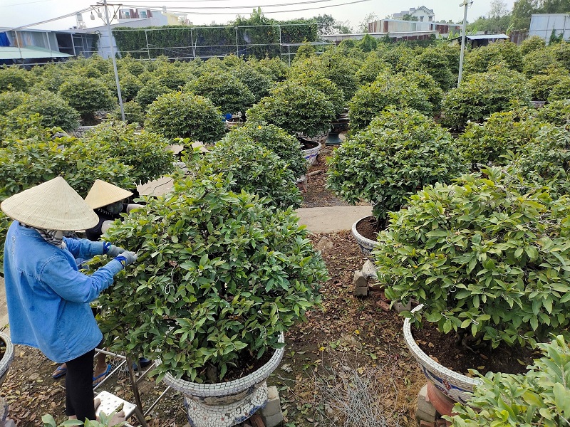 Vườn bonsai Phương Mai