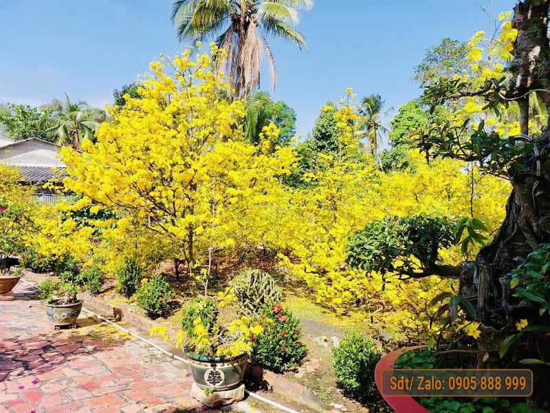 Những cây mai vàng đẹp nhất, có giá cao nhất ở Việt Nam